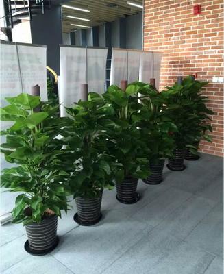 如何正确选择绿植花卉租赁？绿植租借全攻略