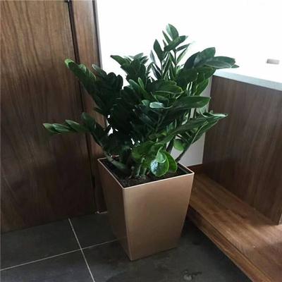 天津绿植租赁服务 谷鑫亚泰花卉——室内设计与花卉绿植租借专家