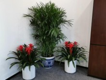广州鲜花绿植租借服务 为生活与办公空间注入自然活力