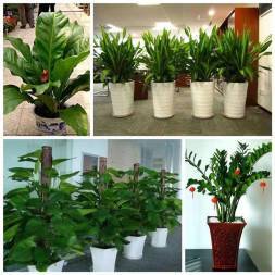 绿植鲜花租赁与园林绿化服务 全方位打造生态空间