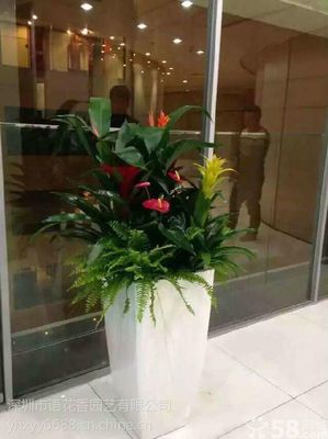 深圳宝安商场花卉绿植租赁案例解析 语花香园艺助力商业空间升级