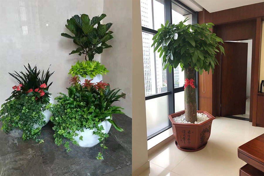 绿韵融金 广州植物租赁公司为证券公司打造花卉绿植租摆优化方案