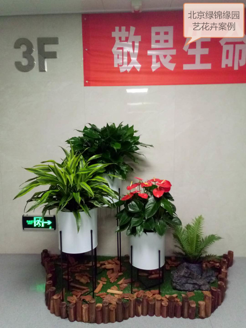 上地花卉绿植租摆 为空间注入自然活力