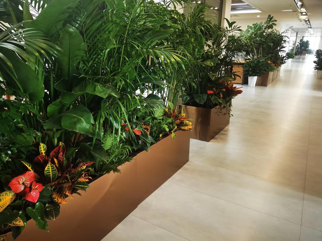 河北花卉租赁与绿植养护 为办公空间注入自然活力