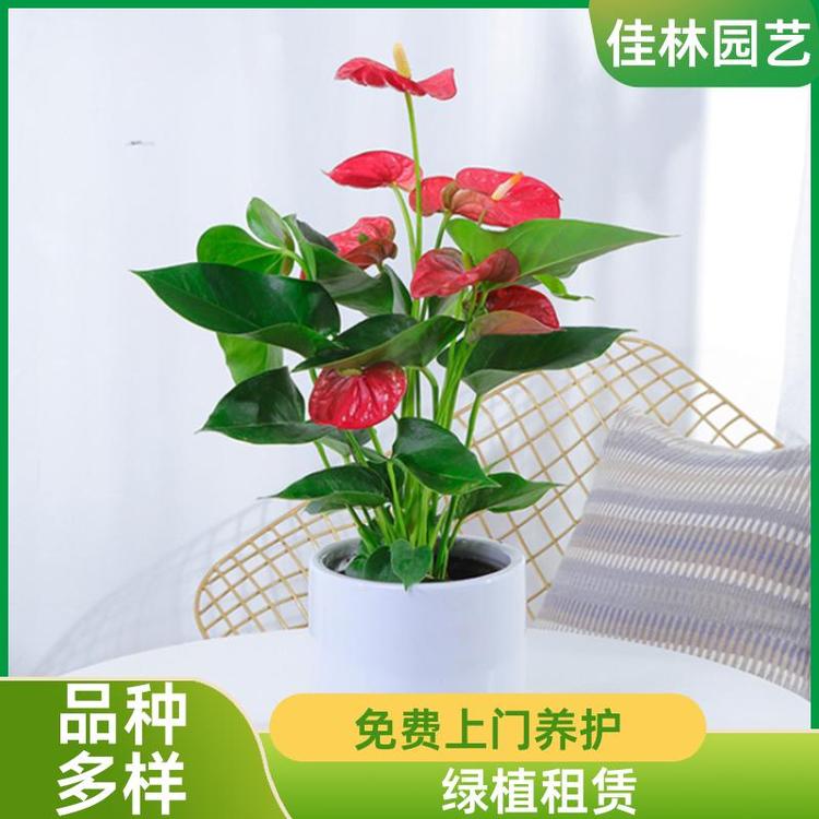 绿植租摆助力开业庆典，佳林园艺一站式服务让盛典更出彩
