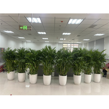 天津西青区花卉租摆公司 绿植租赁养护一站式服务（谷鑫亚泰推荐）