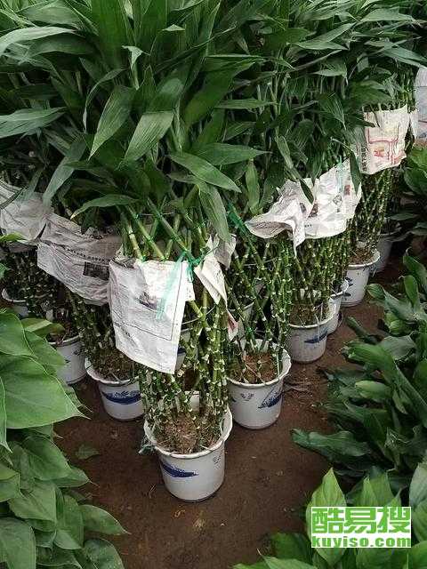 绿意盎然，办公新风尚 丰台绿植出租与花卉租赁服务详解