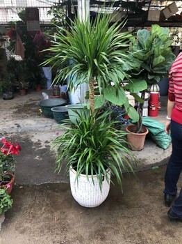 东莞东城工厂与写字楼绿植租摆服务｜汇安花卉为您打造清新环境